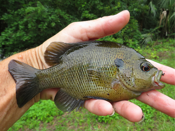 Angler photo